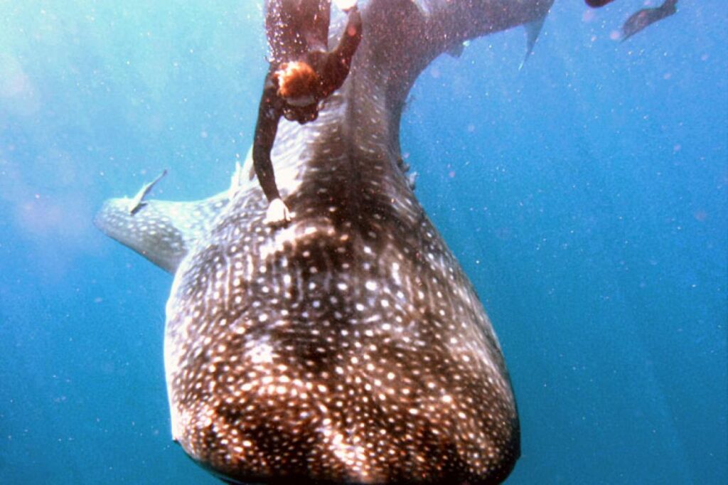 Advantages of A drift diving Pompano Beach