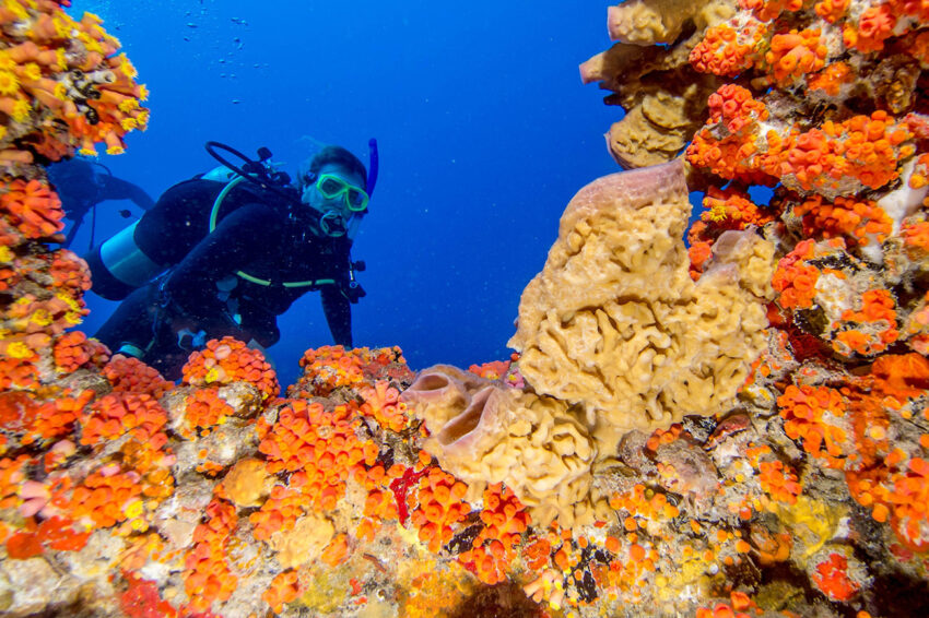 8 Dive Styles You Can Try on Scuba Diving Trips Florida