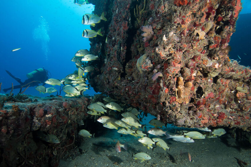 Florida Dive Charter Boats 6 Questions to Ask Before Booking