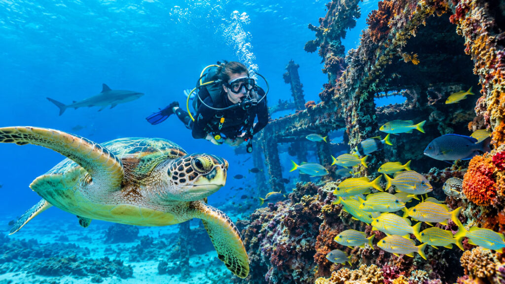 Marine Life Diving Florida: 5 Unforgettable Ocean Encounters